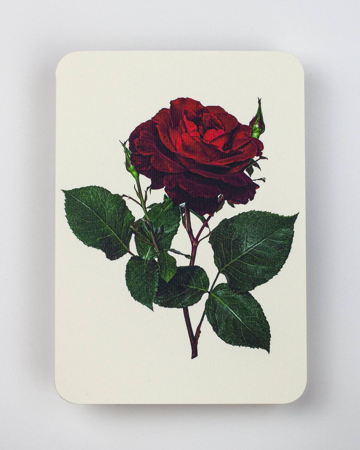 Canonbury Press - Red Rose Notecard