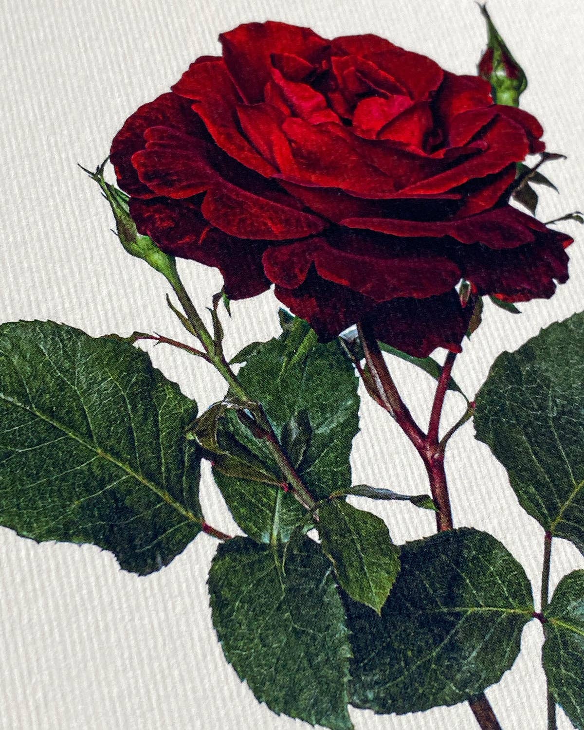 Canonbury Press - Red Rose Notecard