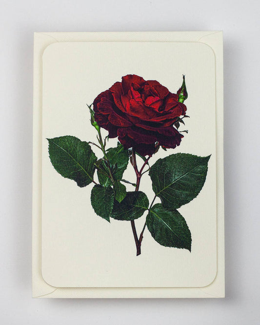 Canonbury Press - Red Rose Notecard