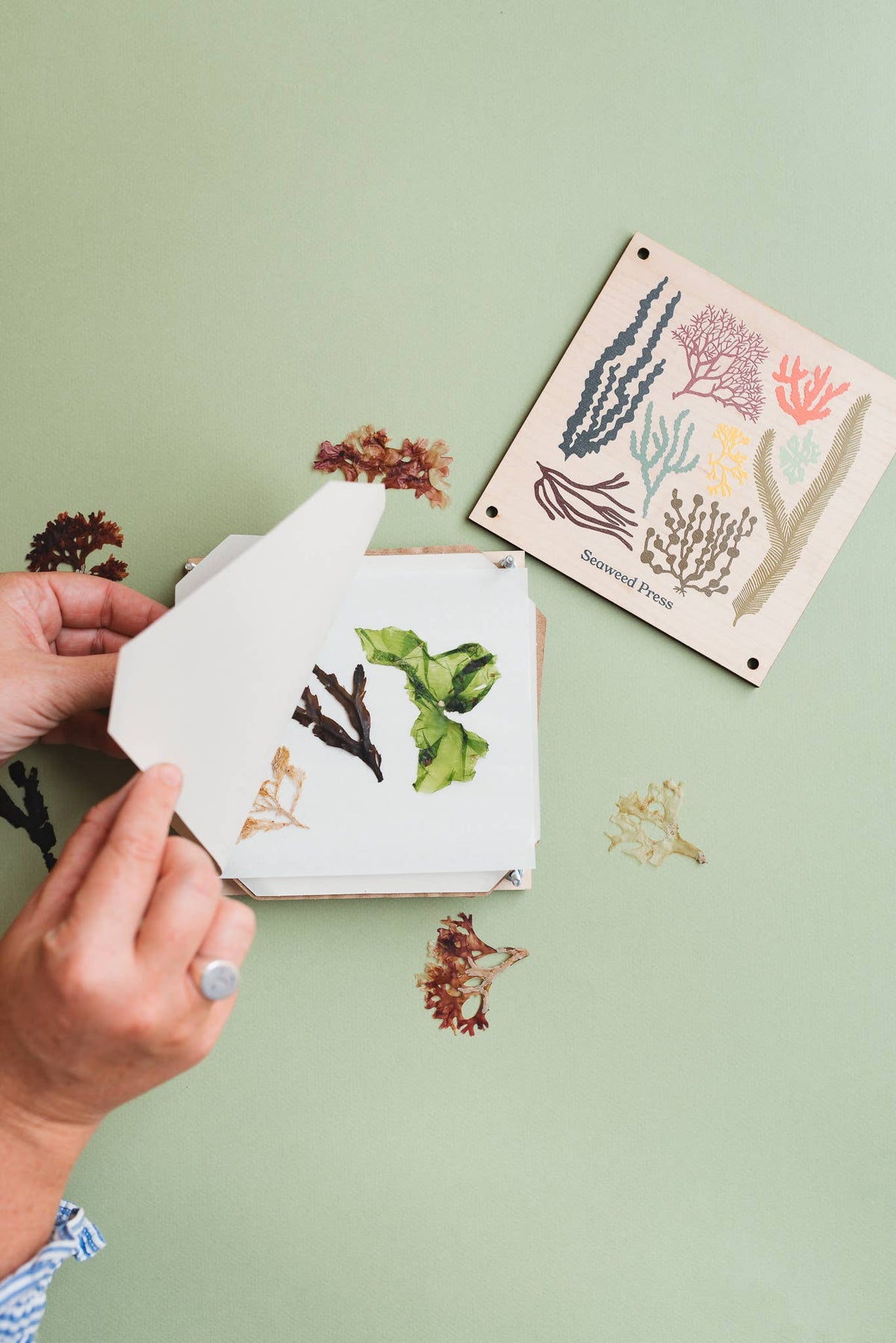 Seaweed Press Kit