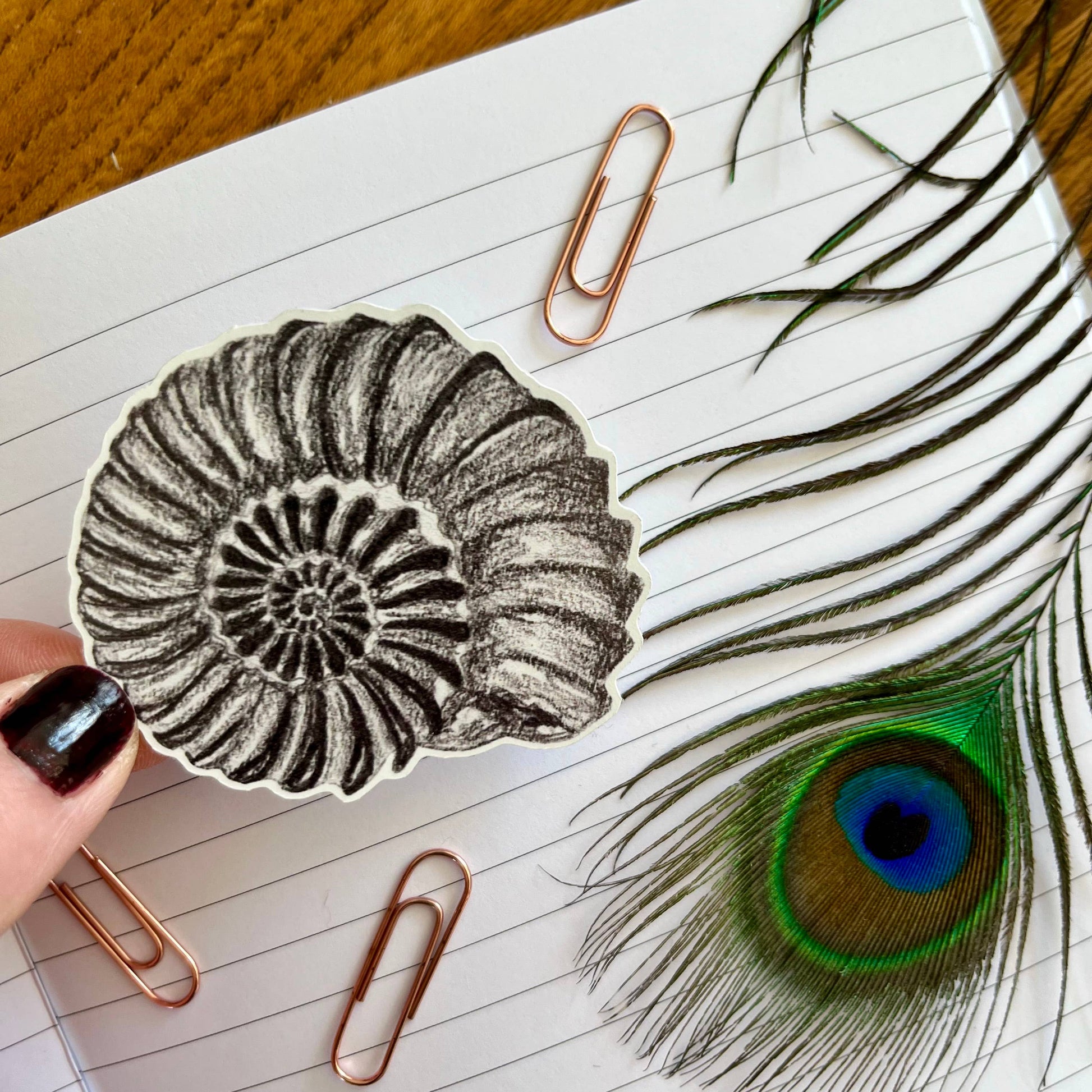 ammonite fossil sticker PVC-free