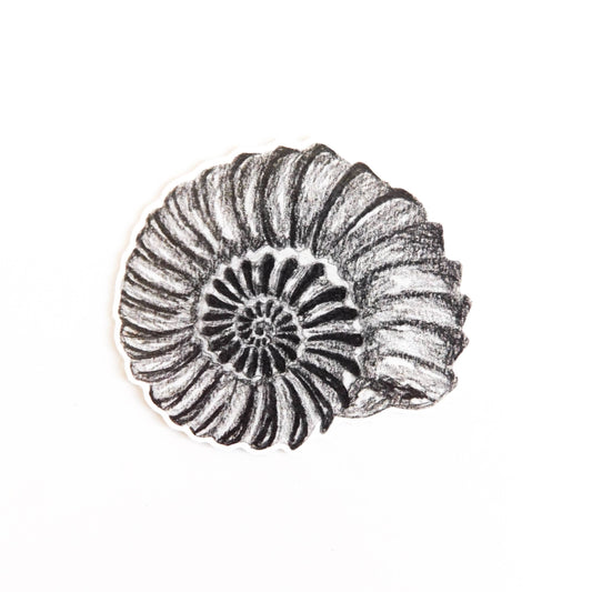 Black and white sticker featuring hand drawn illustration of an ammonite fossil on a white background