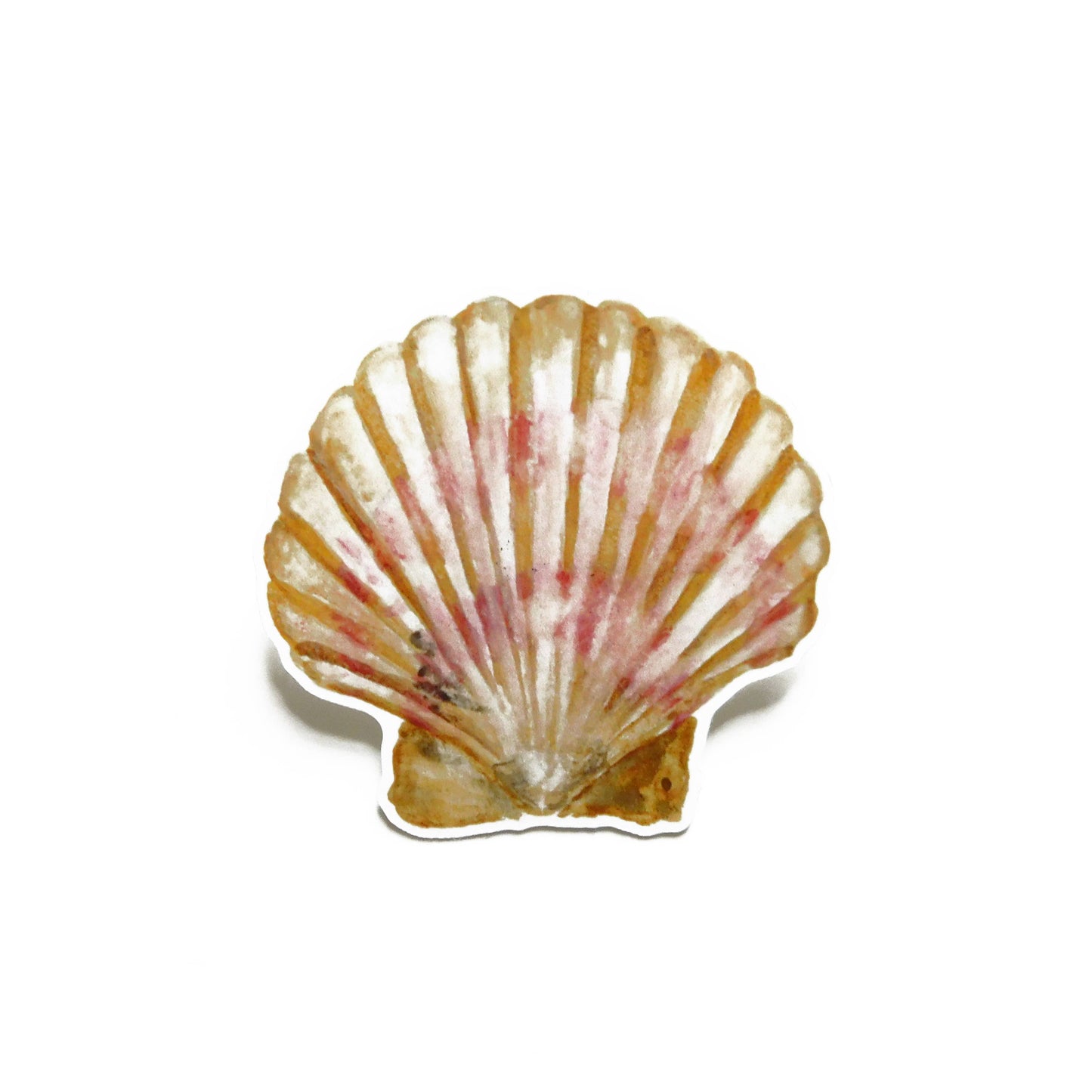 scallop seashell eco sticker on a white background