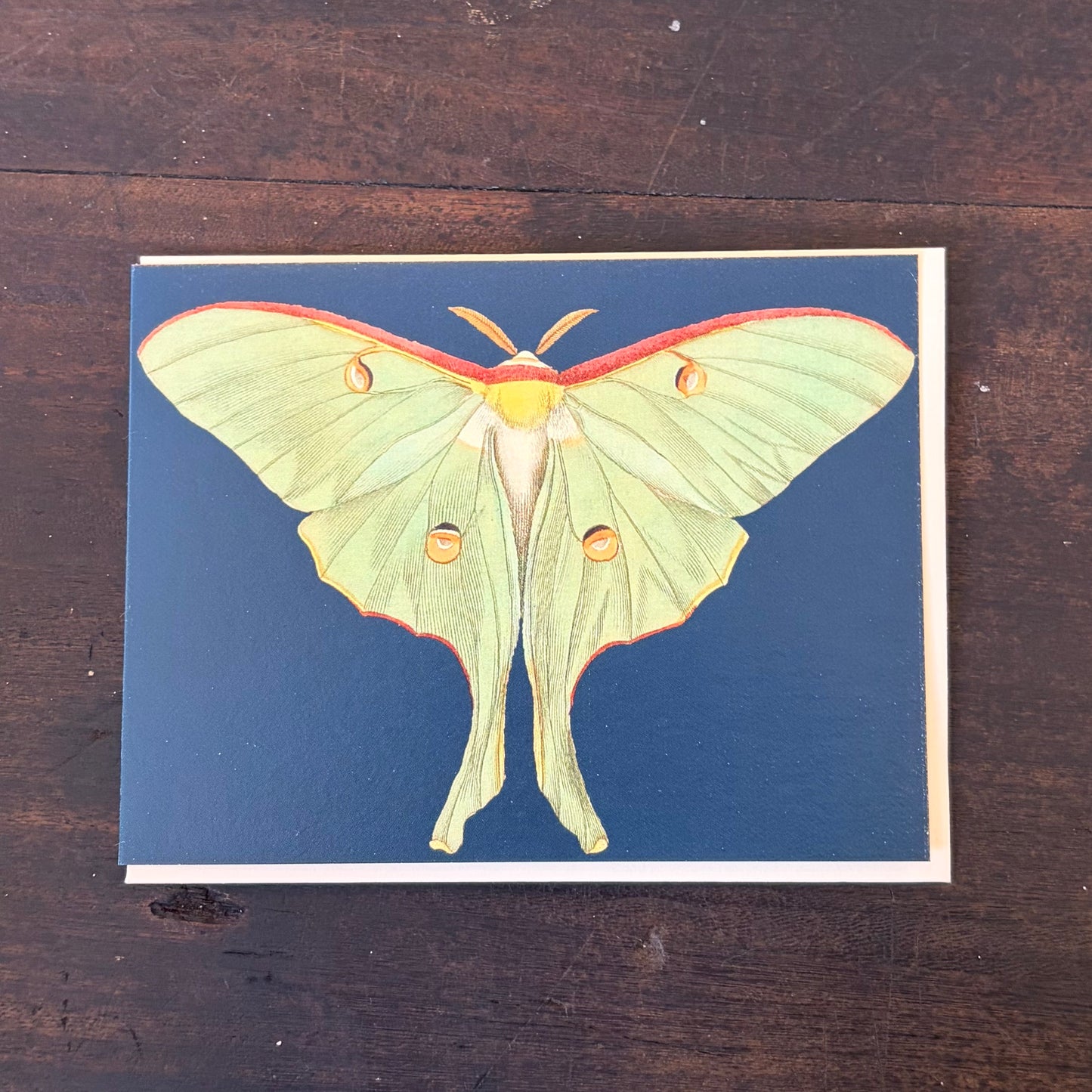 Moth Illustration Mini Vintage Greeting Card