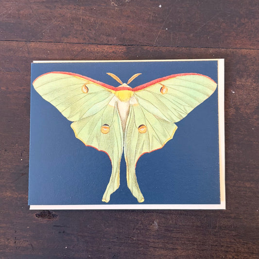 Moth Illustration Mini Vintage Greeting Card