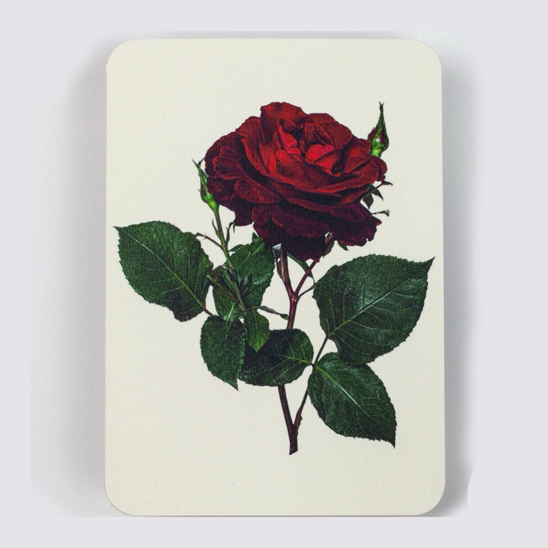 Red Rose Valentine’s Day Card