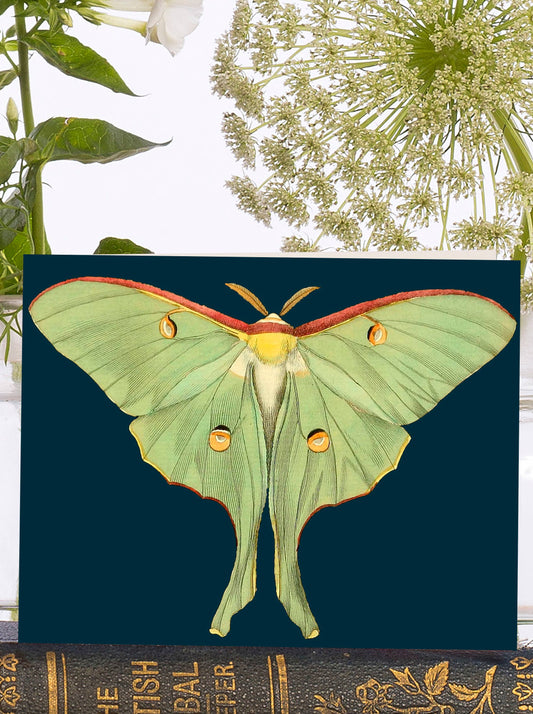 Moth Illustration Mini Vintage Greeting Card