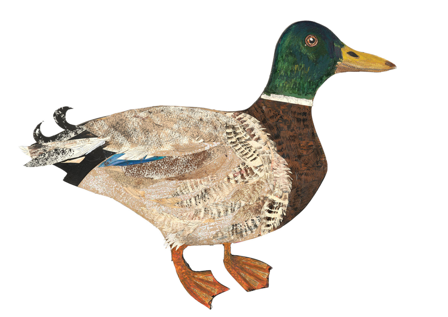 mallard illustration